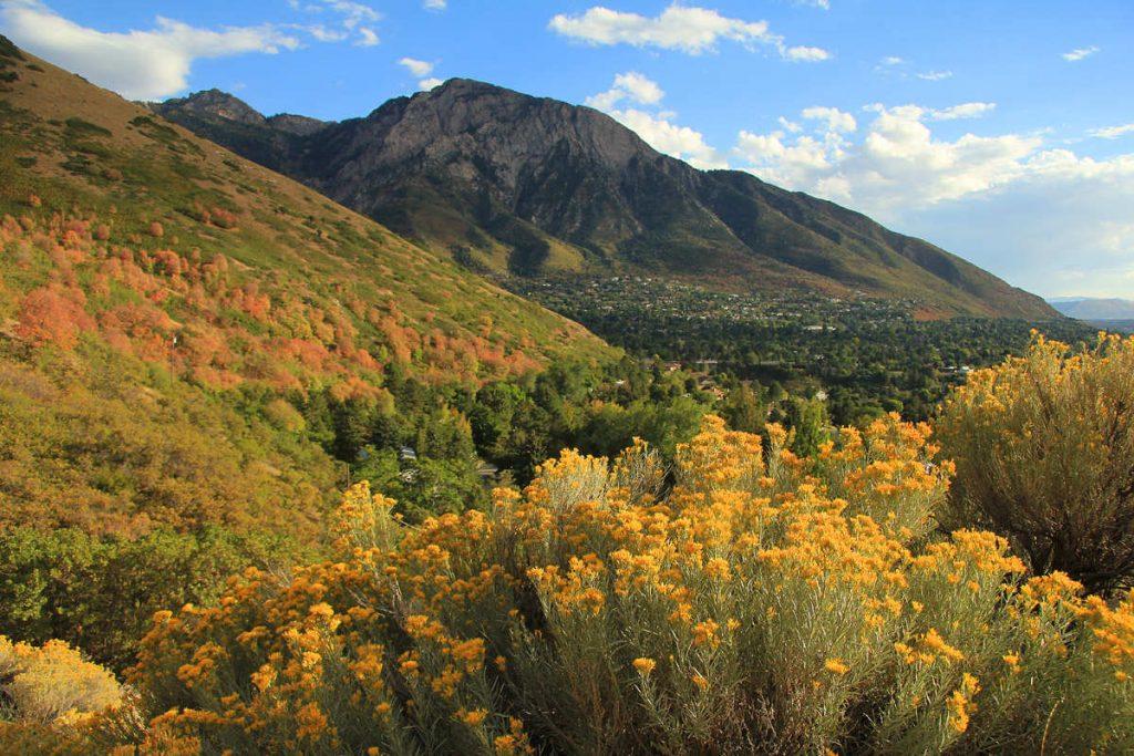 Mount Olympus flowers